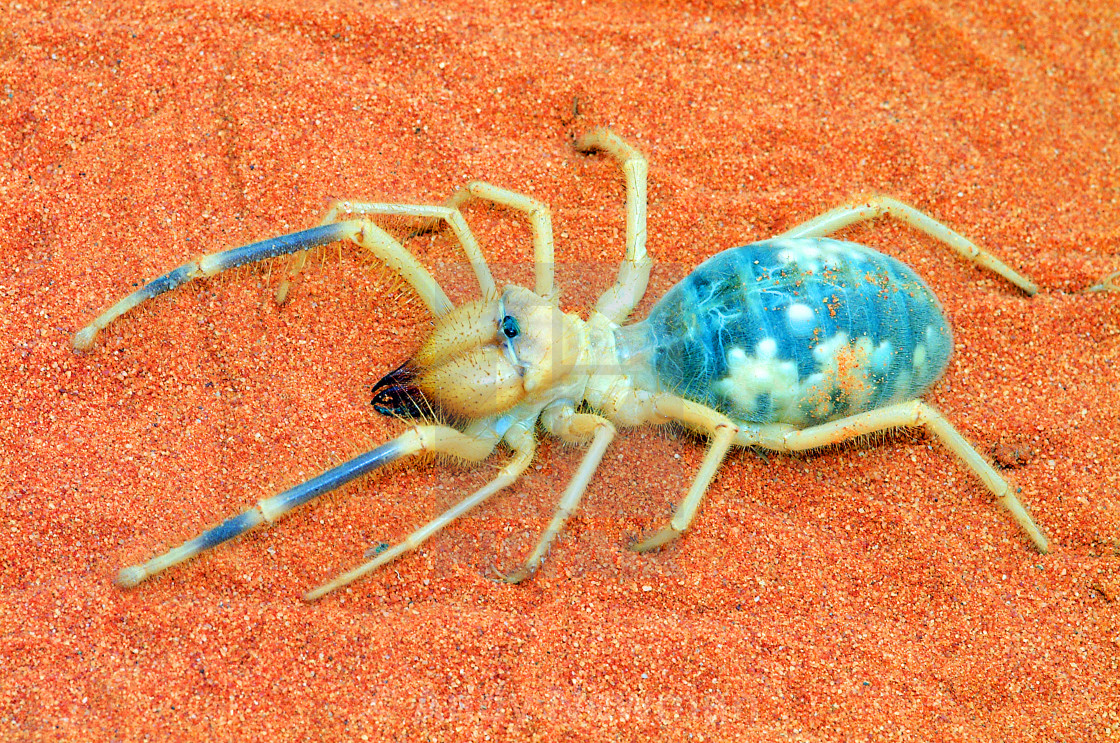 How Many Legs Do Camel Spiders Have Whether you're terrified of